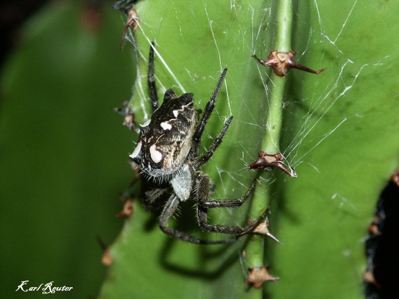 Opuntienspinne (Cyrtophora citricola)